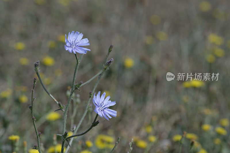 菊苣(Cichorium intybus)